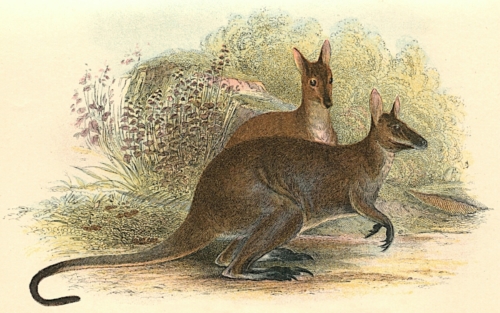 Red-Necked Wallaby (Tasmanian Variety) 1