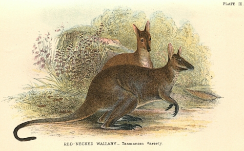 Red-Necked Wallaby (Tasmanian Variety)