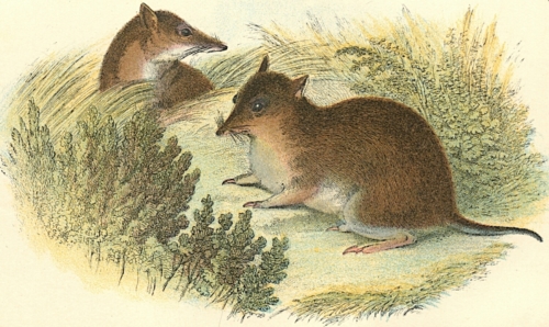 Short-Nosed Bandicoot 1