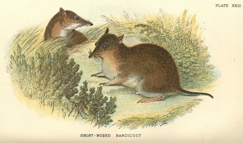 Short-Nosed Bandicoot