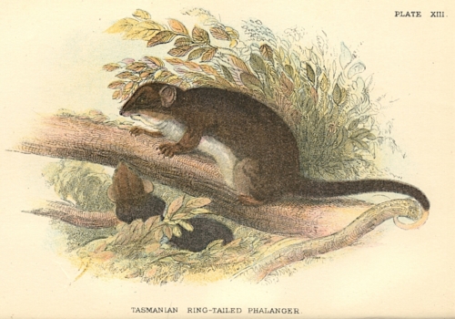 Tasmanian Ring-Tailed Phalanger