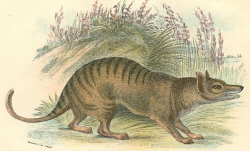 Tasmanian Thylacine 1