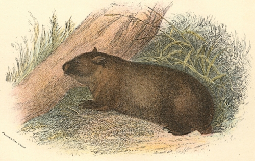 Tasmanian Wombat 1