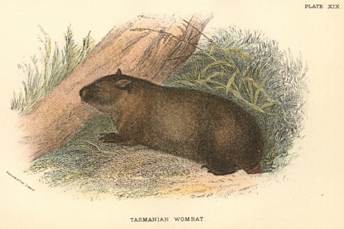 Tasmanian Wombat