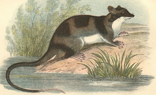 Water-Opossum 1