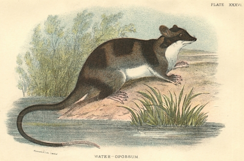 Water-Opossum