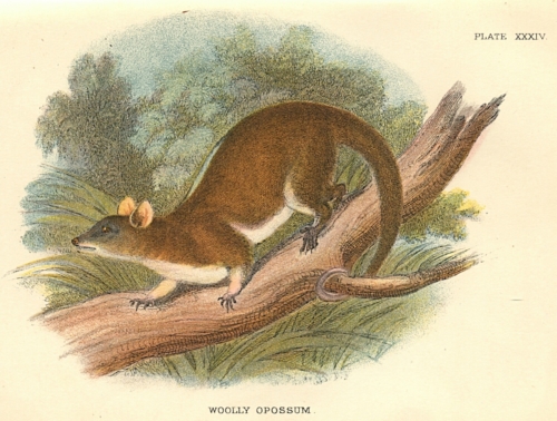 Woolly Opossum