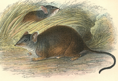 Yellow-Footed Pouched-Mouse 1