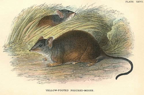 Yellow-Footed Pouched-Mouse