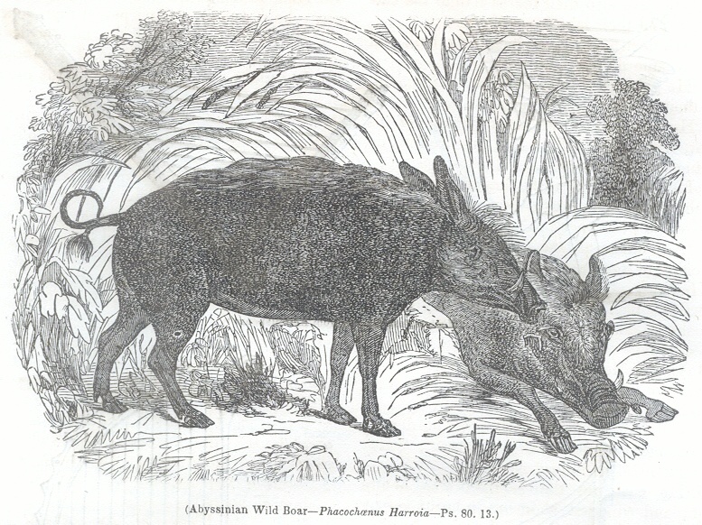 Abyssinian Wild Boar - Phacochanus Harroia