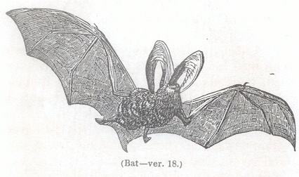 Bat