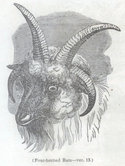 Four-horned Ram