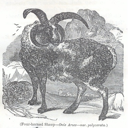 Four-horned Sheep - Ovis Aries