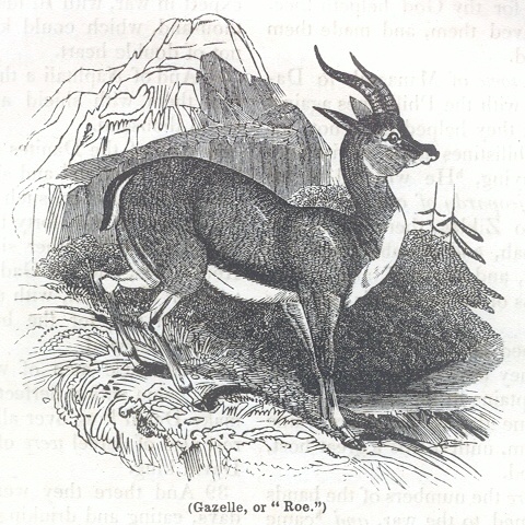 Gazelle, or "Roe"