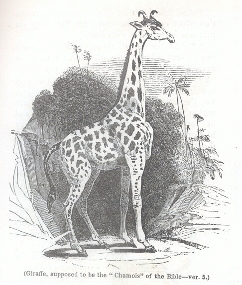 Giraffe, supposed to be the "Chamois" of the Bible