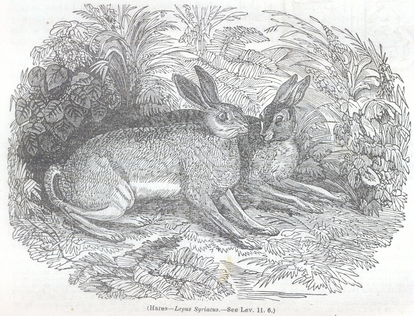 Hares - Lepus Syriacus