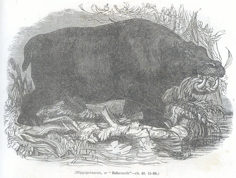 Hippopotamus, or "Behemoth"