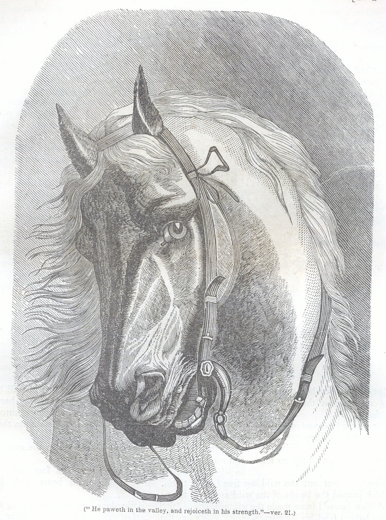 Horse Head