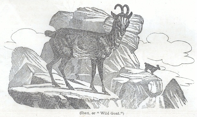 Ibex, or "Wild Goat"