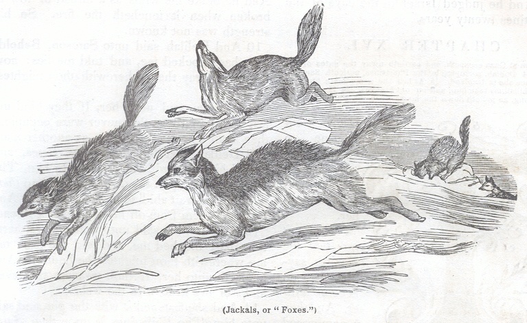 Jackals, or "Foxes"