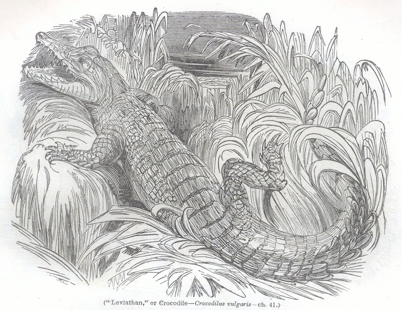 Leviathan or Crocodile - Crocodiles vulgaris