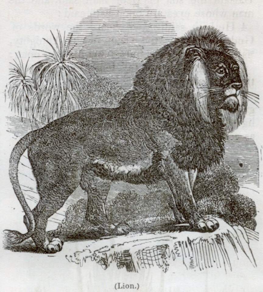 Lion