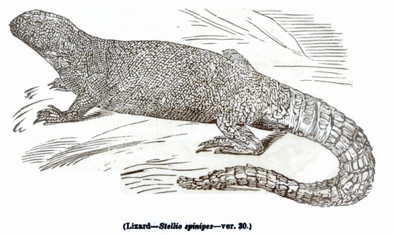 Lizard - Stellie spinipes