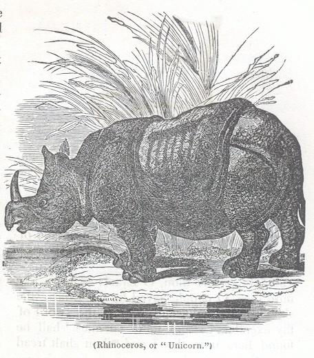 Rhinoceros, or "Unicorn"