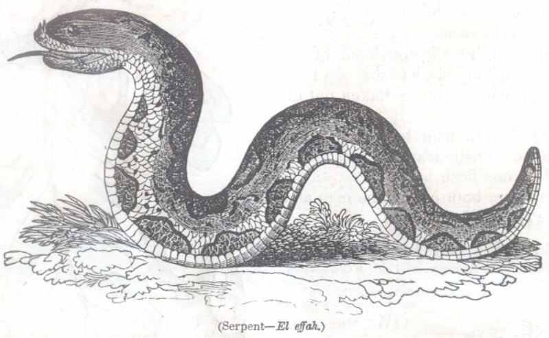 Serpent - El effah