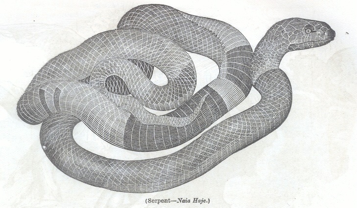 Serpent - Naia Haje