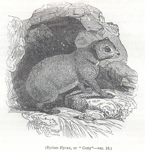 Syrian Hyrax, or "Cony"