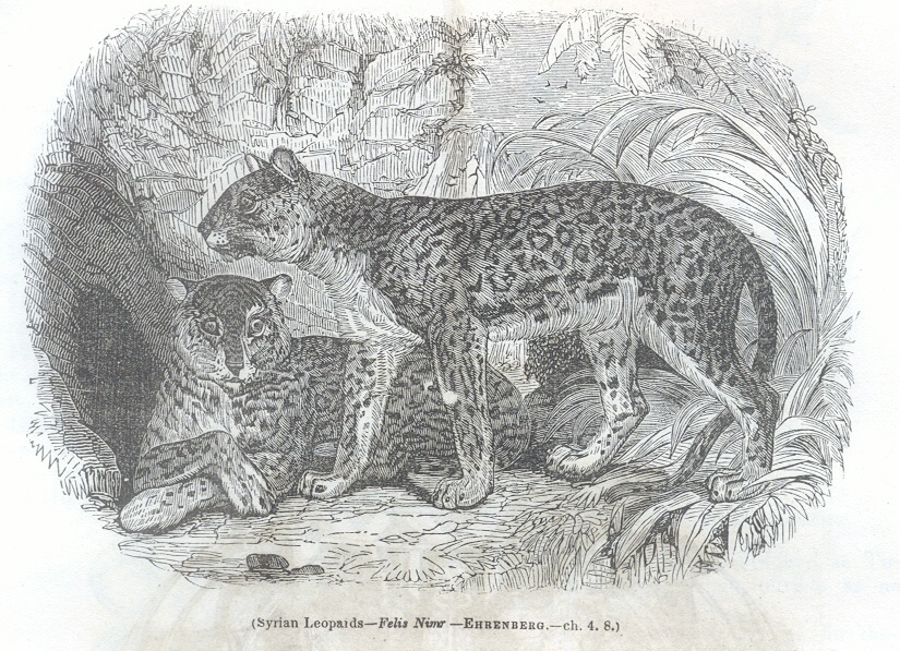 Syrian Leopards - Felis Nimr