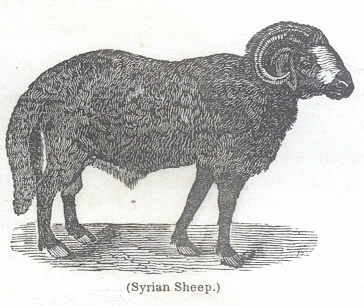 Syrian Sheep
