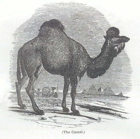 The Camel