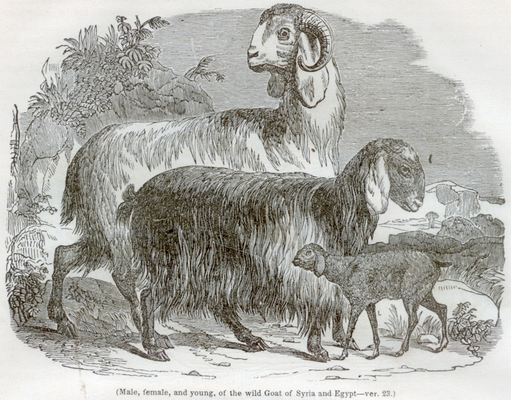 Male, female, and young, of the Wild Goat of Syria and Egypt