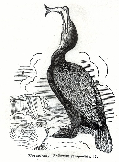 Cormorant - Pelicanus carbo