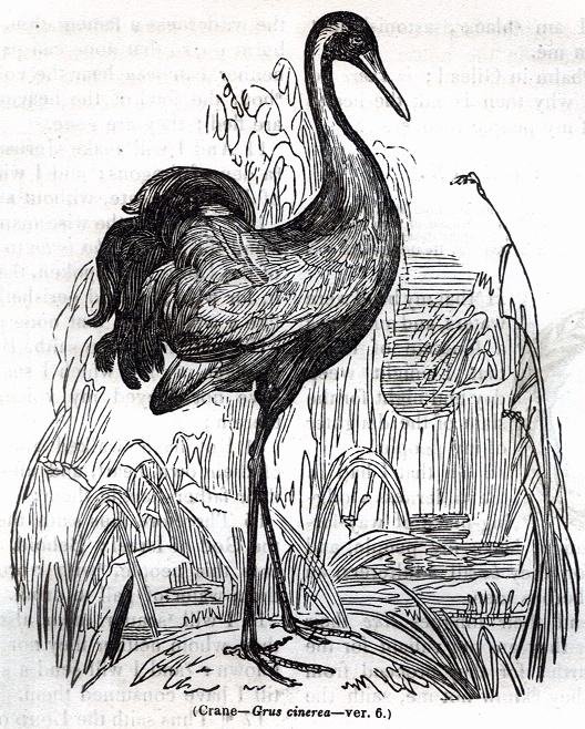 Crane - Grus cinerea