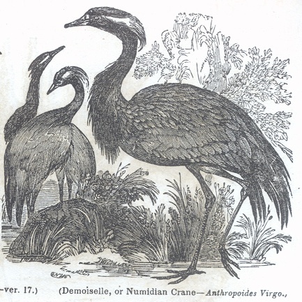Demoiselle, or Numidian Crane - Anthpopoides Virgo