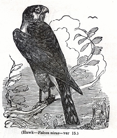 Hawk - Falcon nisus
