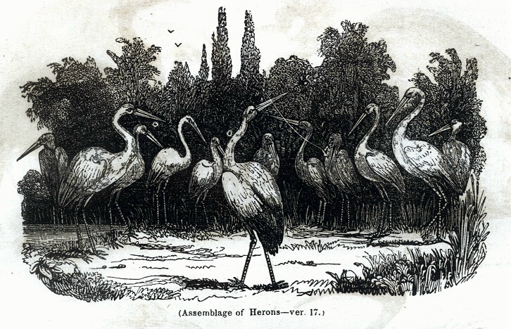 Assemblage of Herons