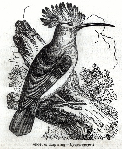 Hoopoe or Lapwing - Upupa epops