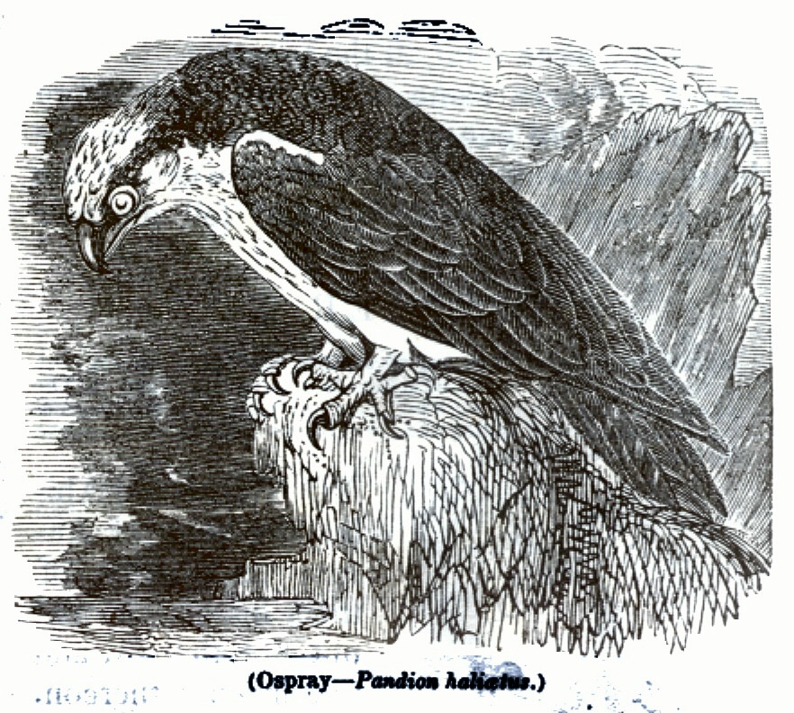 Ospray - Pandion haliaetus