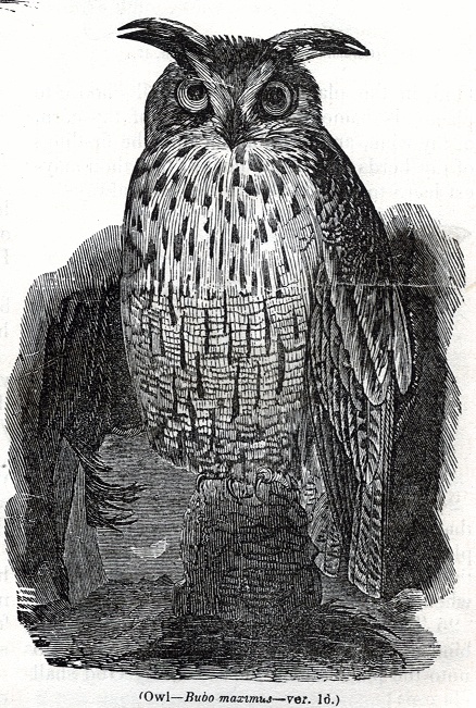 Owl - Bubo maximus