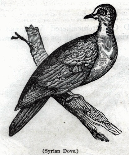 Syrian Dove