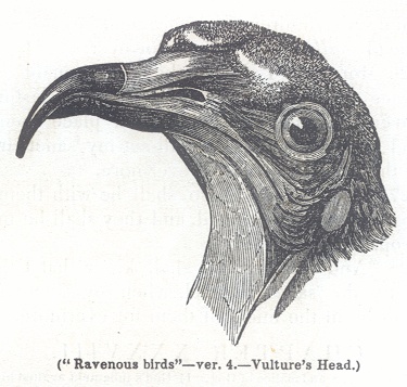 Vulture's Head