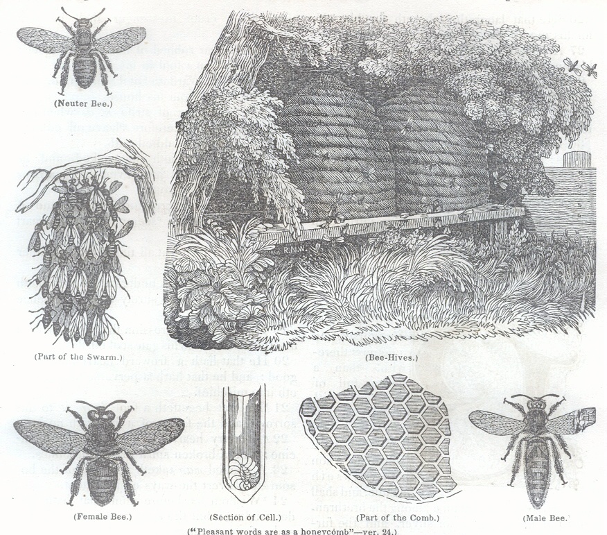 Bees and Bee Hives
