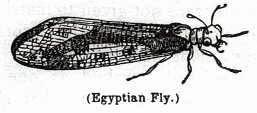 Egyptian Fly