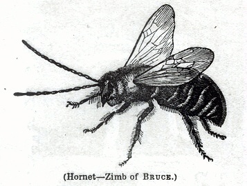 Hornet - Zimb of Bruce