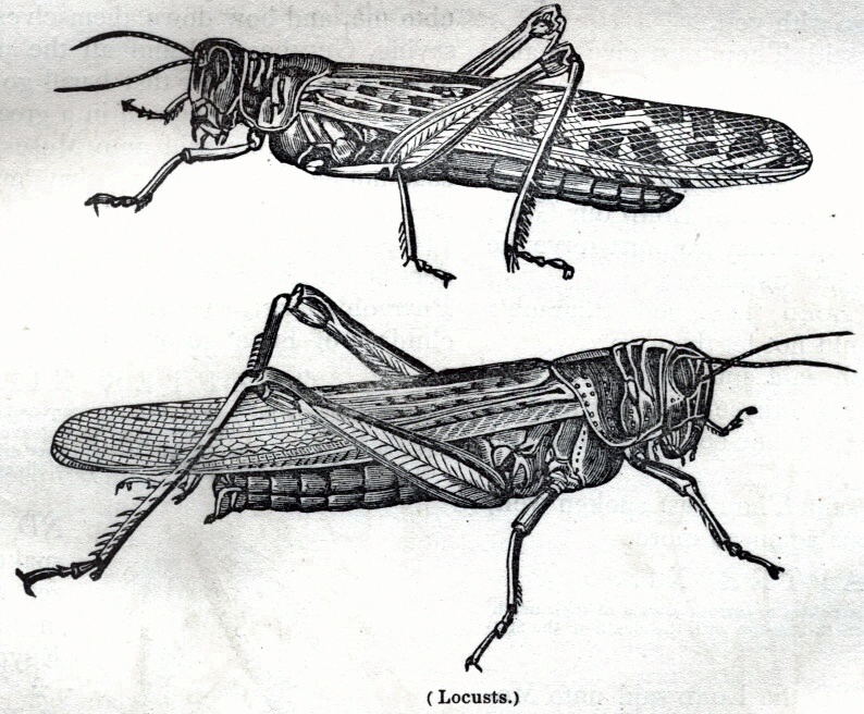 Locusts