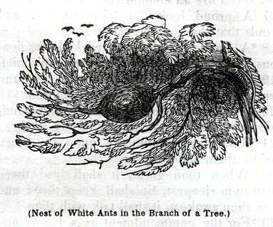 Nest of White Ants in the Branch of a Tree